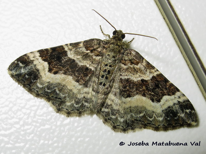 Epirrhoe rivata - Geometridae